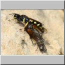 Crabro peltarius - Grabwespe w18c 11mm beim Nesteintrag mit Trabantenfliege - Sandgrube Niedringhaussee.jpg